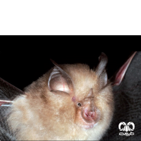گونه خفاش نعل اسبی کوچک Lesser Horseshoe Bat